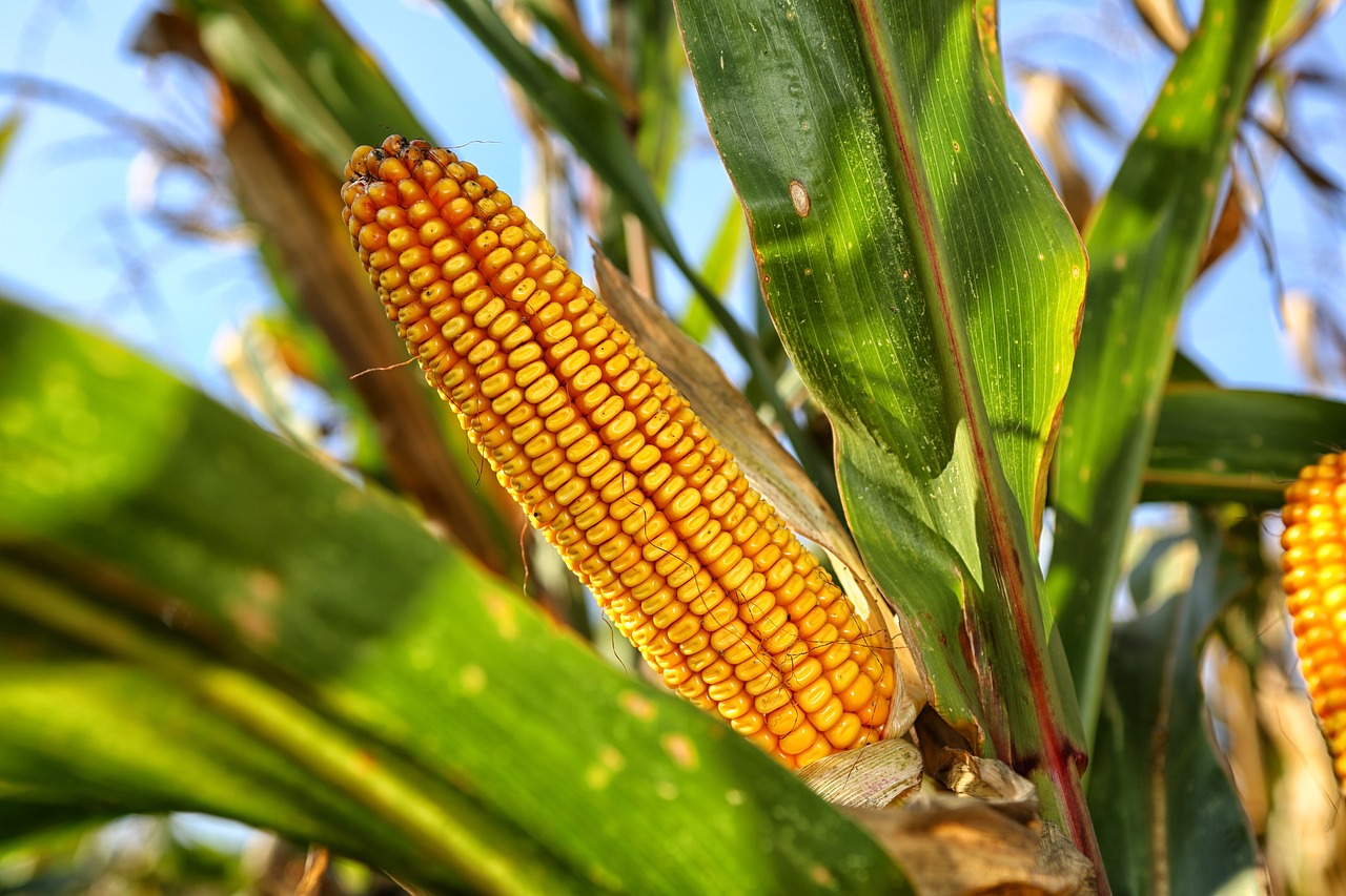 Nasiona kukurydzy na ziarno: Wysoka wydajność i wszechstronność w rolnictwie